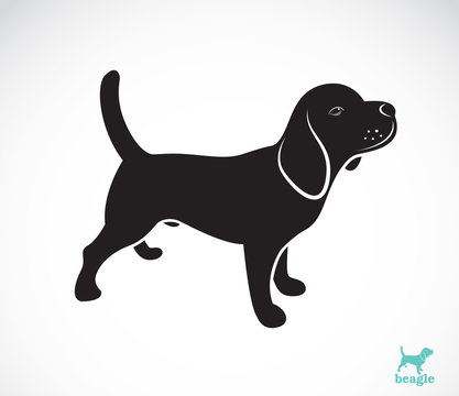 Vector image of beagle dog