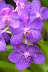 Fototapeta na wymiar beautiful orchid on green background