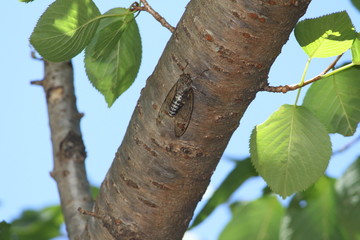 ツクツクボウシ