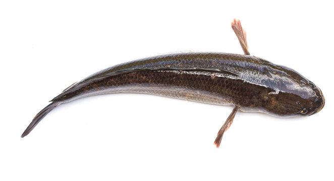 Giant snakehead fish on white background