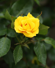 yellow rose flower plant