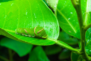 Green Caterpillar on Lime Leaf