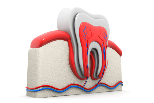 tooth cross section