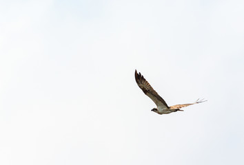 Osprey fly