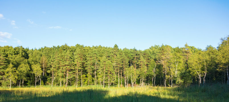 Fototapeta View at a forest