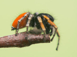 Philaeus chrysops - Jumping spider