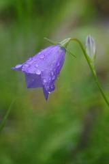 fleur violette et rosée
