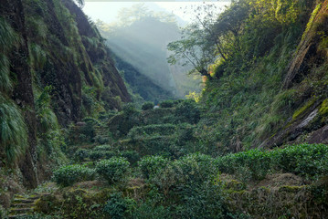 Plantation de thé dans la province du Fujian, Chine