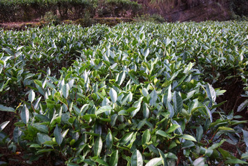Tea plantation in Fujian Province, China