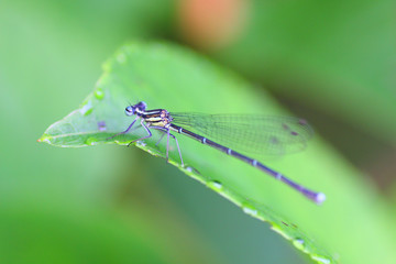 Platycnemis echigoana damselfly in Japan