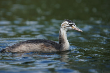 Great Crested Grebe, Podiceps cristatus