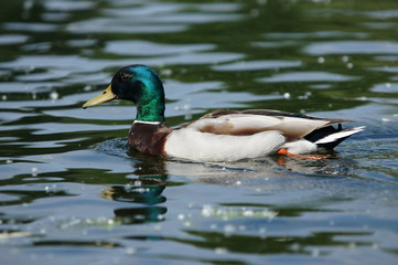 Mallard, Anas platyrhynchos
