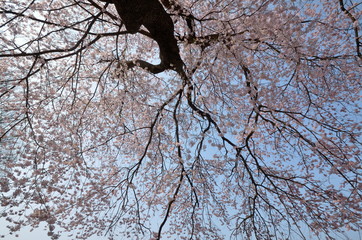 桜