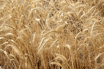 Wheat field