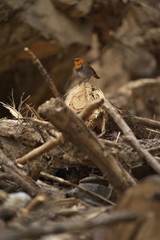 Naklejka premium コマドリ