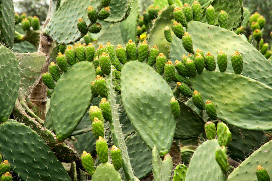 Green flat rounded cladodes of opuntia cactus with buds