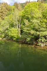 Reflet d'arbre sur le lac