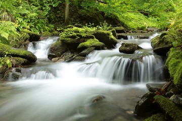 Naklejka premium Forest stream surrounded by spring vegetation