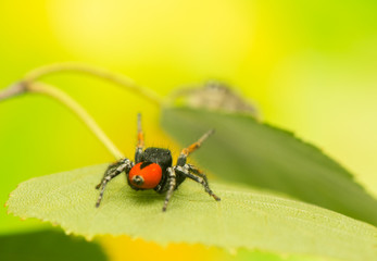 Philaeus chrysops - Jumping spider