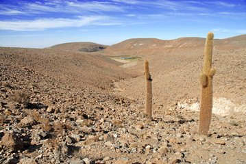 Cardon Cactus, Atacama Desert, Chile