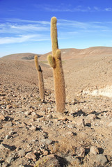 Cardon Cactus, Atacama Desert, Chile