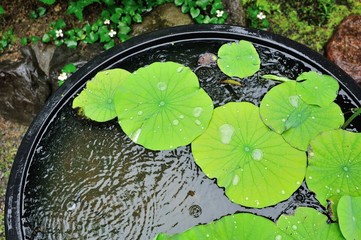 雨に濡れている蓮の葉