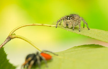 Philaeus chrysops - Jumping spider