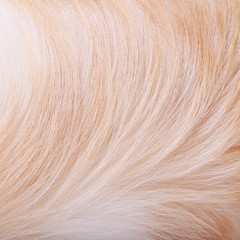 textured dog hair background, Animal fur