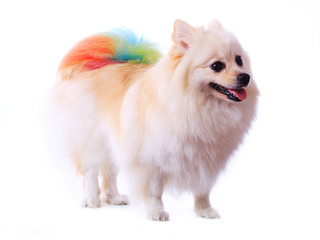 pomeranian dog grooming colorful tail isolated