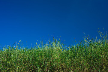 Obraz premium Green grass and blue sky