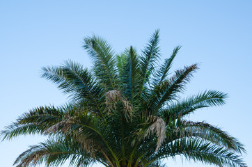 Fototapeta na wymiar top of palm tree against clear blue sky