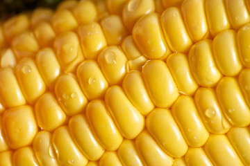 Close up of corn on cob.