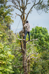 Baumschnitt Penang Hill Georgetown Malaysia