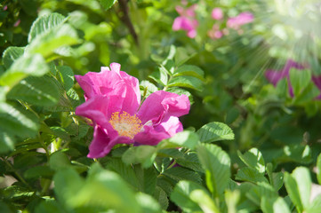 Flowers of dog-rose