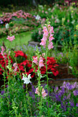 Fototapeta premium pink flowers in the garden