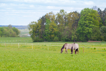 Fototapeta na wymiar Two horses graze in the pasture