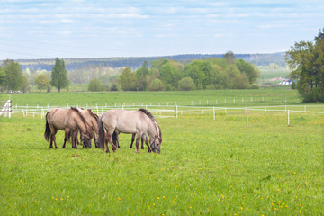 A herd of horses in the pasture