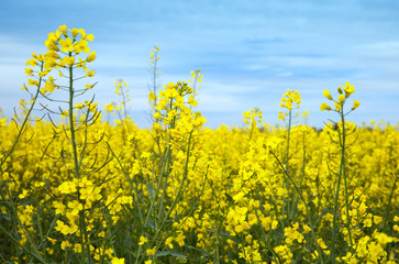 The inflorescences of rape against blue sky