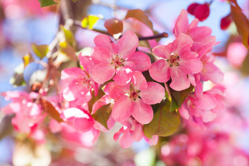 The red truss of apple tree