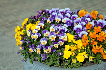 The blooming kiss-me-quick in the street pot