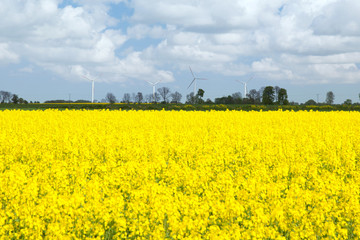 The yellow colza field against wind power generator