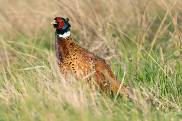 Fasan, Common Pheasant, Phasianus colchicus