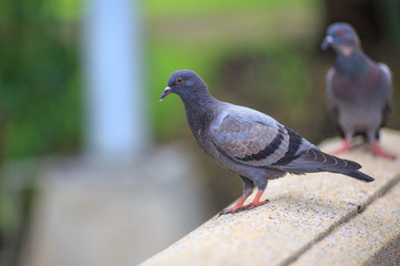 Gray rock pigeons birds looking to food adhere flyover