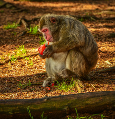 Affe, Japanmakaken beim Fressen