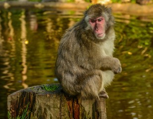 Affe, Japanmakaken sitzend am Baumstumpf