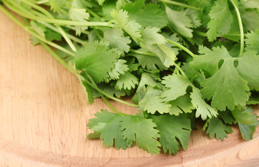 fresh coriander or cilantro on wooden board isolated on white