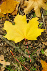 Beautiful autumn background with maple leaves