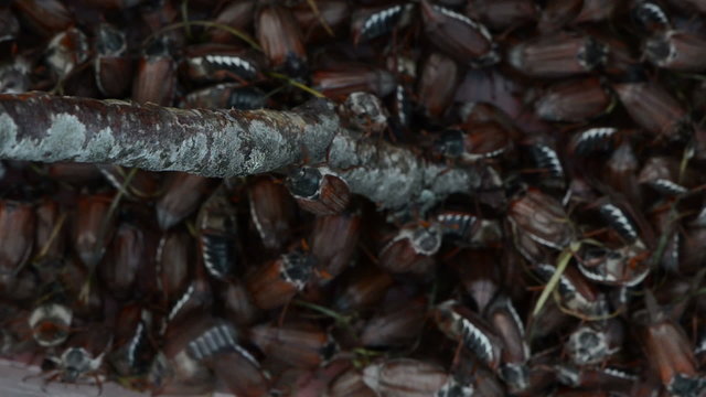 few bugs of cockchafer climbs through a dry branch of tree up