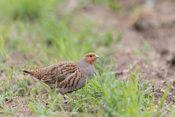 Rebhuhn, Grey Partridge, Perdix perdix