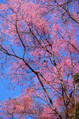 Spring Cherry Blossom Tree